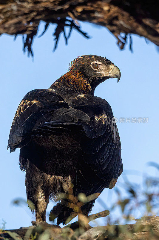 楔尾鹰(Aquila audax)